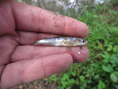 Notropis stramineus