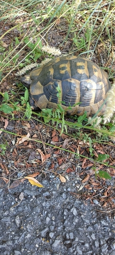 Greek Tortoise