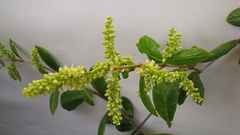 Trigonia nivea pubescens