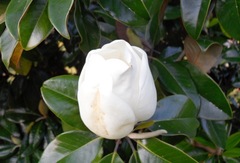 Magnolia grandiflora