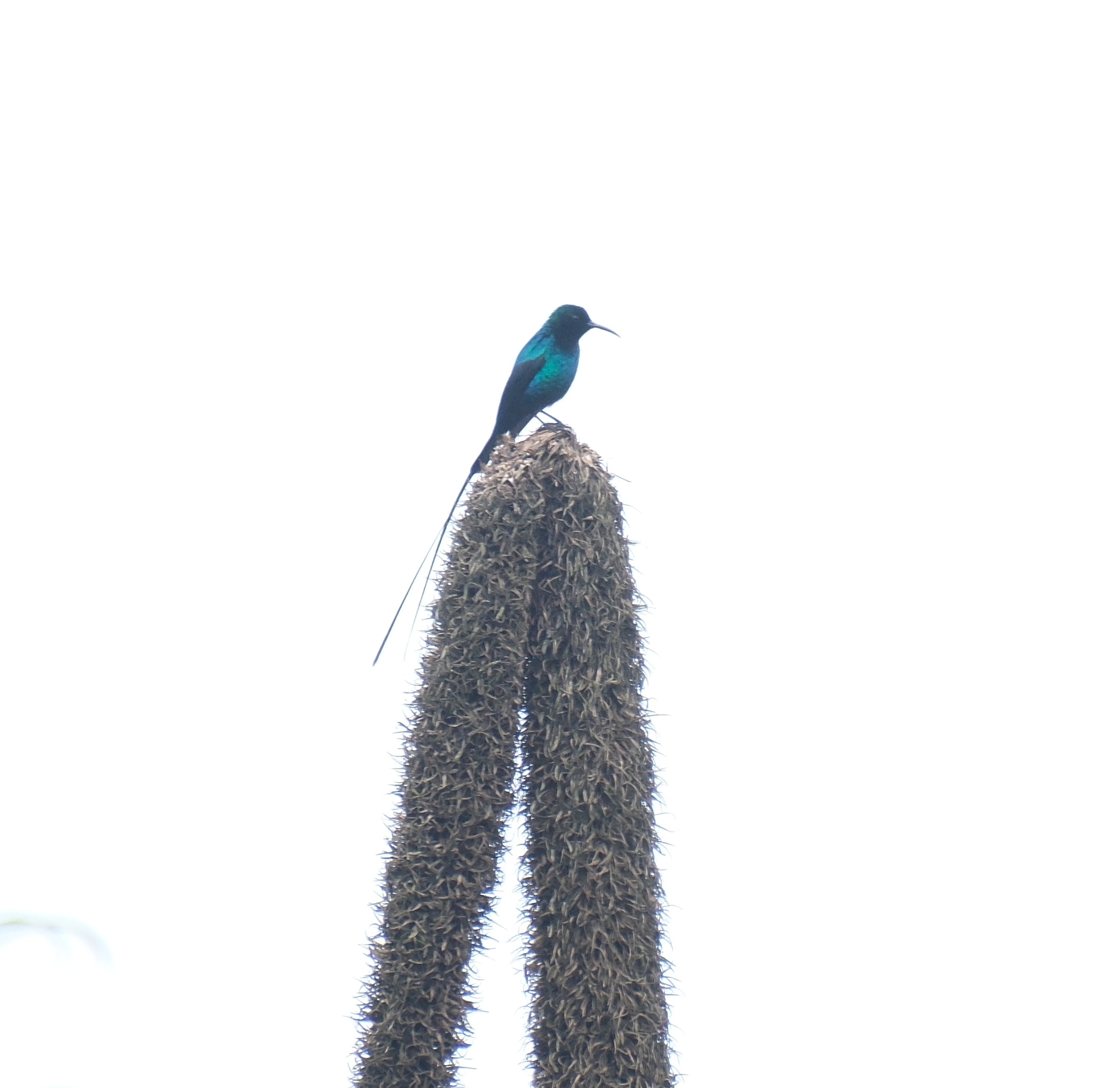Scarlet-tufted Sunbird (Nectarinia johnstoni), photo 1
