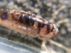 Bellorchestia quoyana