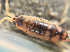 Bellorchestia quoyana