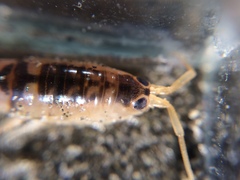 Bellorchestia quoyana