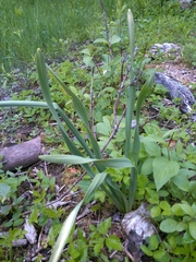 Narcissus poeticus