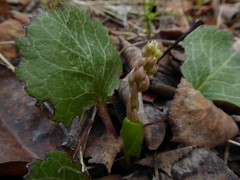 Pyrola asarifolia