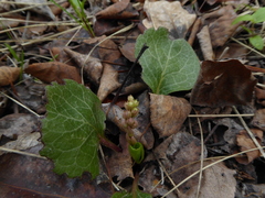 Pyrola asarifolia