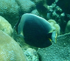 Chaetodon reticulatus