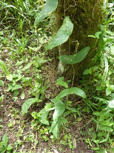 Image of Passiflora colinvauxii by (c) Susan Murphy, some rights reserved (CC BY)