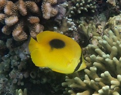 Chaetodon speculum