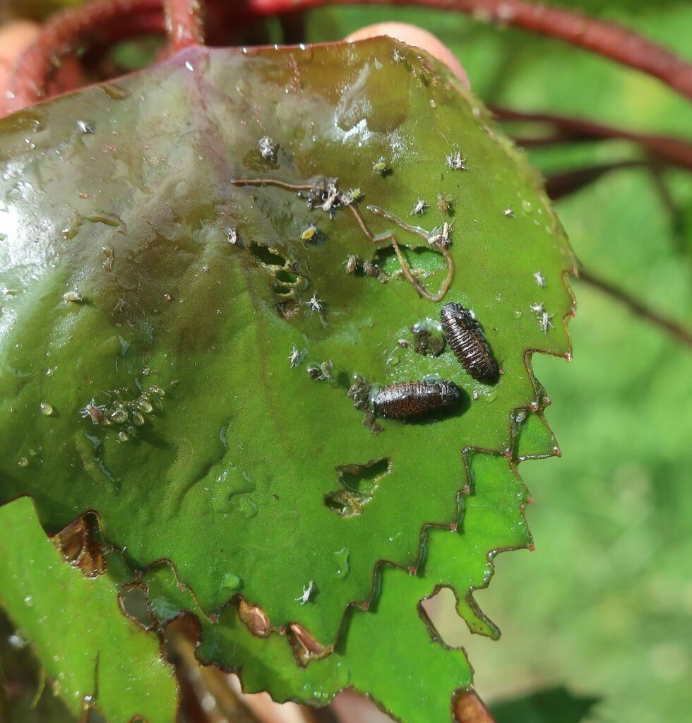 Waterlily Leaf Beetle from Заволжский р-н, Тверь, Тверская обл., Россия ...