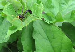 Megarhyssa atrata