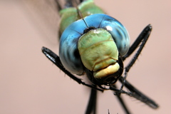 Anax immaculifrons