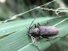 Stromatium longicorne