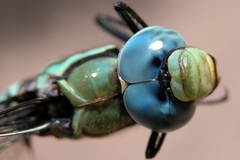 Anax immaculifrons