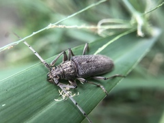 Stromatium longicorne