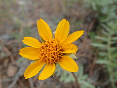 Balsamorhiza macrolepis