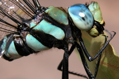 Anax immaculifrons