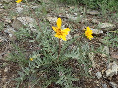 Balsamorhiza macrolepis