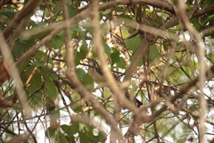 Dromococcyx phasianellus