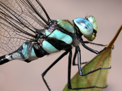 Anax immaculifrons
