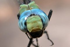 Anax immaculifrons