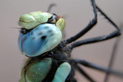 Anax immaculifrons