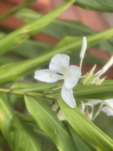 Hedychium coronarium