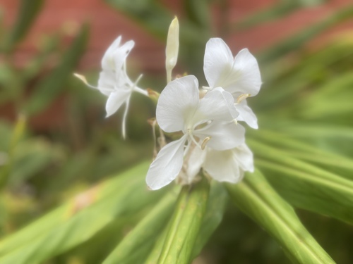 Hedychium coronarium