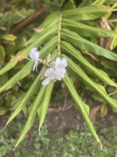 Hedychium coronarium