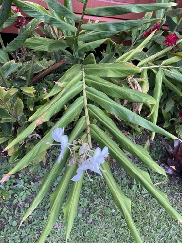 Hedychium coronarium