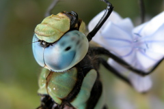 Anax immaculifrons