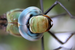 Anax immaculifrons