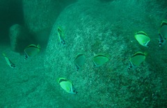 Johnrandallia nigrirostris