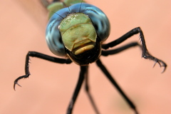 Anax immaculifrons
