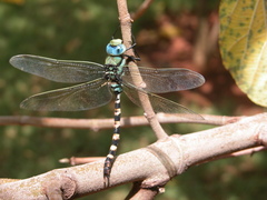 Anax immaculifrons