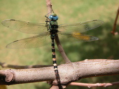 Anax immaculifrons