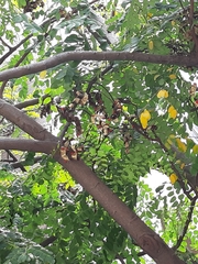 Adenanthera microsperma