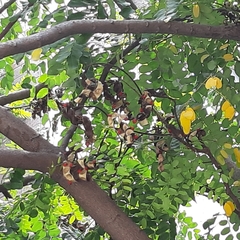 Adenanthera microsperma