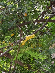 Adenanthera microsperma