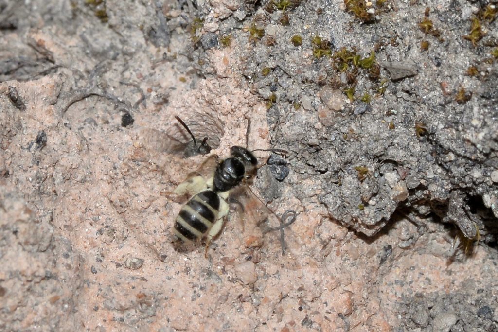 Lasioglossum mediopolitum