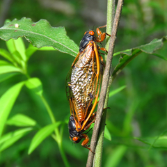 Magicicada cassinii