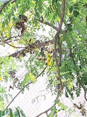 Adenanthera microsperma