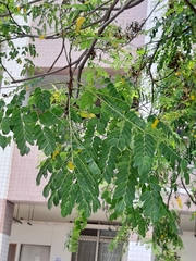 Adenanthera microsperma