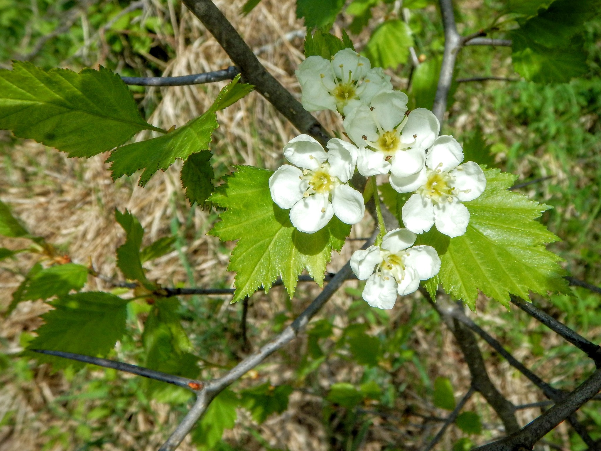 Crataegus chrysocarpa