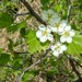 Fireberry Hawthorn - Photo (c) Joe Walewski, some rights reserved (CC BY-NC), uploaded by Joe Walewski