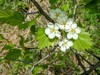 Fireberry Hawthorn - Photo (c) Joe Walewski, some rights reserved (CC BY-NC), uploaded by Joe Walewski