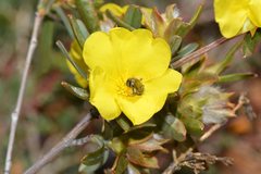Lasioglossum instabilis
