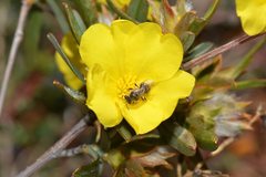 Lasioglossum instabilis