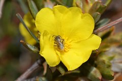 Lasioglossum instabilis